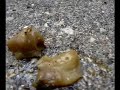 shroomies