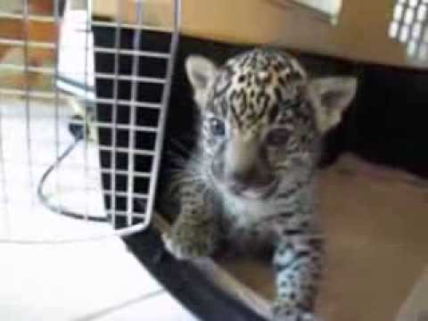 roar - A baby jaguar suckles my finger then lets out a 'chilling' roar - maybe scary when he's older!