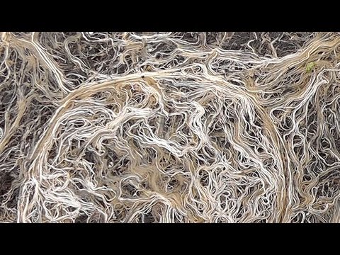 how to harvest mycorrhizae
