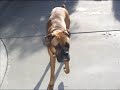 My Dog!
