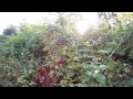 Eating Ripe Blackberries on the Oregon Coast Classic