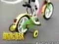 Dog on a bike