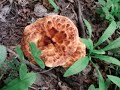 Fungi Forever Fungi Forever