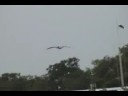 Pelican Watch 3