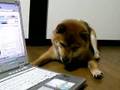 柴犬にニコニコ動画見せてみた