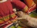 [video]