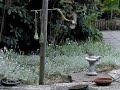 Housesparrow fighting with millet Housesparrow fighting with millet