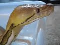 Reticulated Python Checks Out My Camera