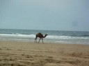 camello
