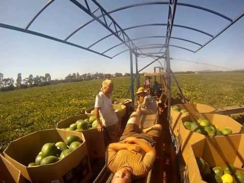 how to grow rockmelons in nsw