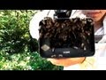 Видео - Сбор дикого роя пчел
