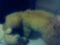Sol e Beethoven - Lei da Selva Parte 2