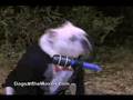 Ice Age The Meltdown  Dogs At The Movies  Episode 9