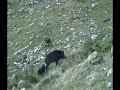 Pup training. A grumpy wild pig sow in the open.