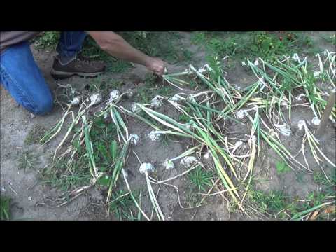 how to harvest mother of pearl