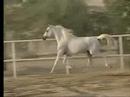 Horses Horses