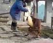 boxer fight with besom
