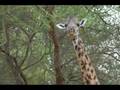 La nostra Africa: Tarangire National Park