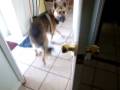 crazy doggy.