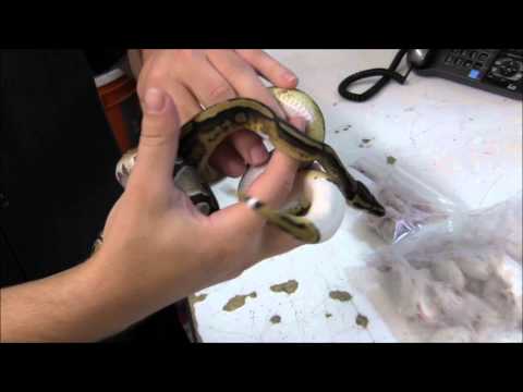 YouTube reptile video
