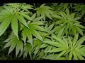 Chulito Camacho - Marihuana pura marihuana cura