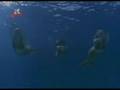 H2o - opening