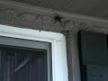 Biggest Spider I Ever Saw - Part 1
