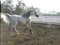Caleyndar Liberty