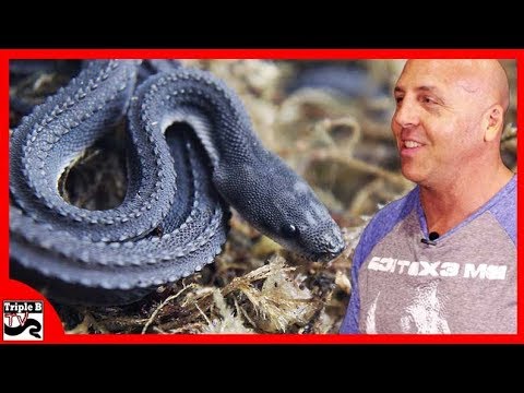 YouTube reptile video