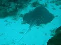 Mangrove Stingray Mangrove Stingray