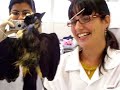 Taxidermia 4