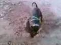 amstaff vs plage