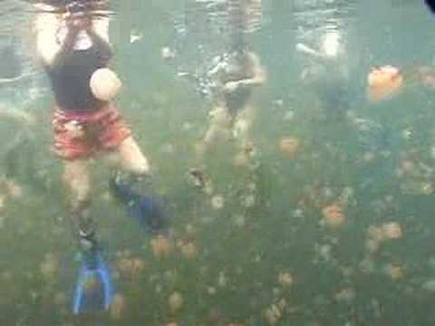 Jellyfish Lake