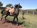 Doma del caballo