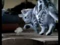 Kuklachev cats work / Whiskas comercial (1) Kuklachev cats work / Whiskas comercial (1)