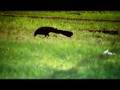 Canon GL2 Test Footage