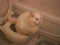 Chat blanc sur toilette