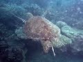 plongée à Mayotte