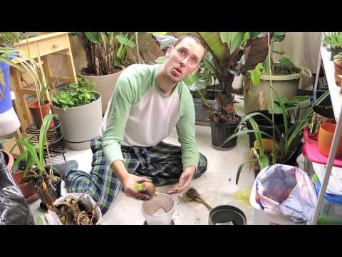 how to replant amaryllis bulb