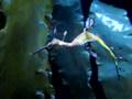 THE LEAFY SEA DRAGON