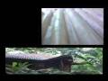 Sustainability Initiative At Playa Nicuesa Rainforest Lodge