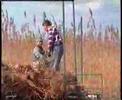 Reeda Harvester 3 - FOR SALE