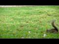 videos de Seagulls, Squirrels, and BlueJays