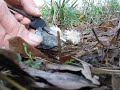 Fire Steel, No Knife : English Thistle