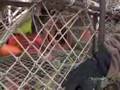 Deadliest Catch - How Crab Pots Work