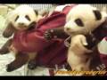 videos de Twin Panda Babies Today 今日の双子のパンダの赤ちゃん2008-11-29