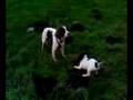 videos de Ole Gunnar Excited