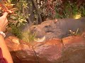 Rainforest Cafe in Nashville, TN Opry Mills Mall