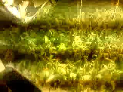 how to grow nft hydroponics