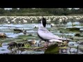 superbe video  de la faune et des fleurs